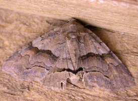 Gray-banded Zale